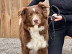 Adopt Mocha a Australian Shepherd