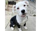 Adopt Milly 240263 a Mixed Breed