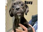 Adopt Roxy 240277 a Mixed Breed