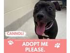Adopt CANNOLI a Pit Bull Terrier