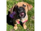 Adopt Tulip *LOVES Kids, Dogs, Cats, Chicken etc* a Mastiff, Labrador Retriever