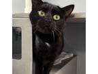 Adopt Viola a Domestic Short Hair