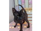 Adopt Goose a Domestic Short Hair