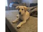 Adopt Megan a Yellow Labrador Retriever, Mixed Breed