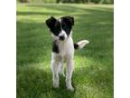 Adopt Duchess Fiona a Collie, Mixed Breed