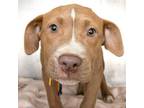 Adopt TUMBA a Pit Bull Terrier, Mixed Breed