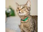 Adopt OZZY a Domestic Short Hair