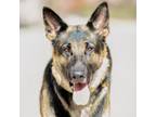 Adopt TINK a German Shepherd Dog
