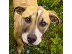 Adopt QUINN a Pit Bull Terrier, Mixed Breed