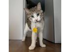 Adopt ANNIE a Domestic Short Hair