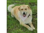 Adopt Mo a Great Pyrenees