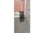 Adopt Cricket a Labrador Retriever, Hound