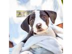 Adopt Billie a Hound, Labrador Retriever