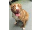 Adopt Coco a American Staffordshire Terrier