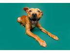 Adopt Robbins a Mixed Breed