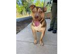 Adopt Chunky Monkey a Labrador Retriever, Mixed Breed