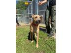 Adopt Poppy a Black Mouth Cur, Mixed Breed