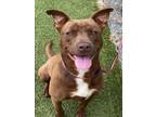 Adopt EMERY a Pit Bull Terrier, Mixed Breed