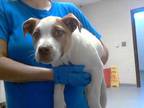 Adopt EVE a Pit Bull Terrier