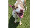 Adopt MILENA a Pit Bull Terrier