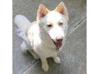 Adopt Bella Moon a Husky