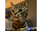 Adopt Pixie a Domestic Short Hair