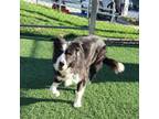 Adopt Sylvie a Border Collie