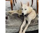 Adopt Echo a Husky, Mixed Breed