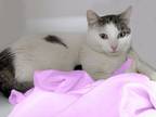 Adopt Florence a Domestic Short Hair