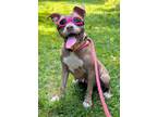 Adopt Diamond NJ a American Staffordshire Terrier