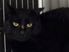 Adopt Eclipse a Domestic Short Hair