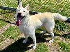 Adopt Arctic Mint (In Foster) a Husky