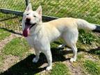 Adopt Arctic Mint (in foster) a Husky