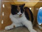 Adopt JEZABELL a Domestic Short Hair