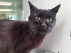 Adopt MISSY a Domestic Medium Hair