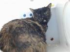 Adopt IVY a Domestic Short Hair