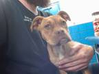 Adopt LADY a Boxer, Mixed Breed