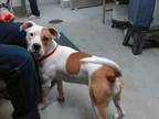Adopt HOLLY a Pit Bull Terrier, Mixed Breed