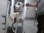 Adopt KODA a Great Dane, Mixed Breed