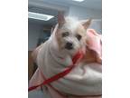 Adopt CARNA a Cairn Terrier, Mixed Breed