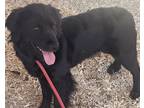 Adopt PELUSA a Australian Shepherd, Field Spaniel