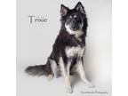 Adopt Trixie a Collie, Shepherd