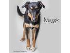 Adopt Maggie a Shepherd, Mixed Breed