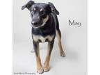 Adopt May a Shepherd, Mixed Breed