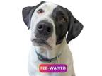 Adopt Roxy a Pointer, Mixed Breed