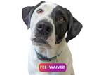 Adopt Roxy a Newfoundland Dog, Weimaraner