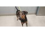 Adopt SUMMER a Doberman Pinscher