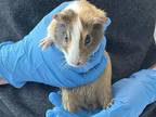 Adopt OCTAVIA a Guinea Pig