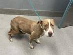 Adopt NALA a American Staffordshire Terrier