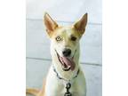 Adopt ALEGRA a Australian Cattle Dog / Blue Heeler